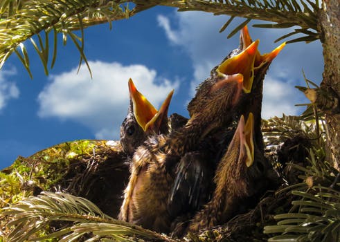 bird-blackbird-nest-hatching