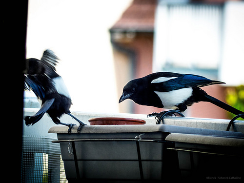 magpie bin