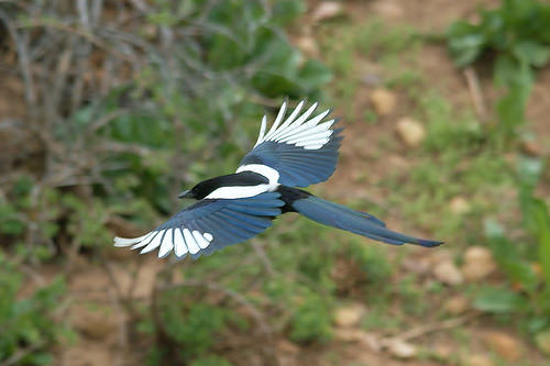 Magpie in flight